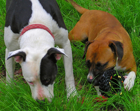Bo and Seven