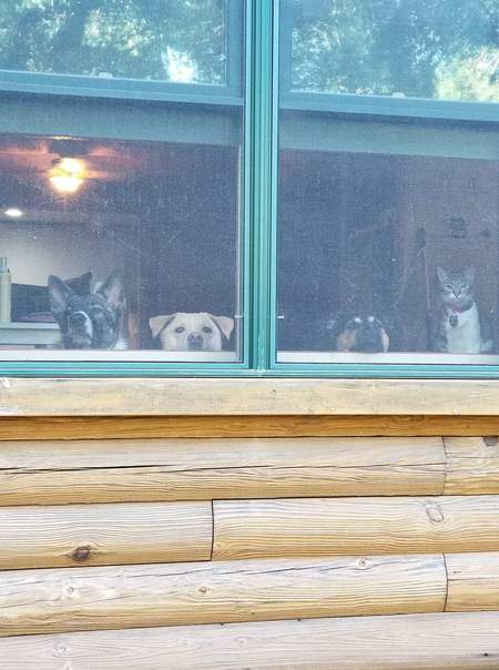 Rocky Zoey Sadie Dallas 