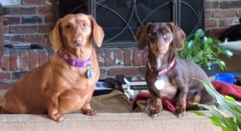 Scarlett and Tallulah