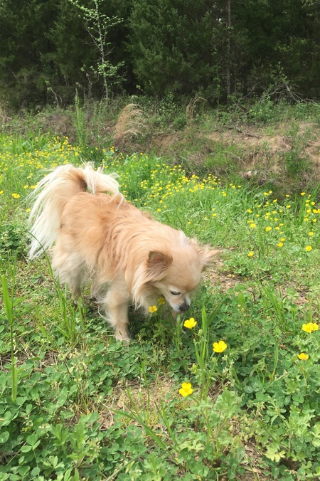 Daisy