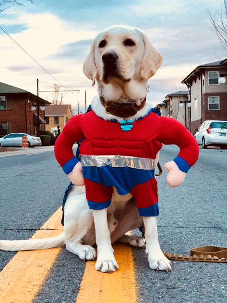 Tank the Wonder Dog