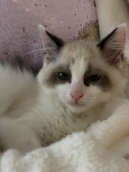 Lady Guinevere Violet Burris 