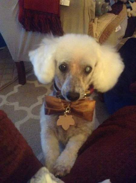 Toby