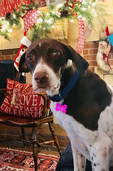 Nori the Bird Dog
