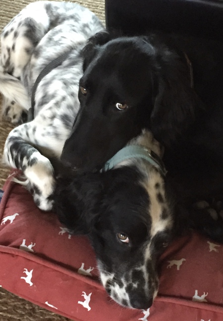 Zep and Tucker