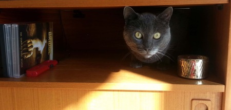 Sir Sirius the Grey