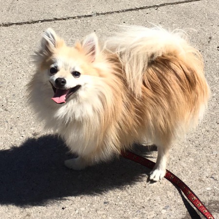 Teddy the Tri-Pom