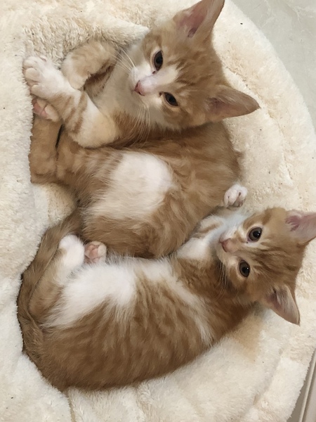 Aslan & Simba