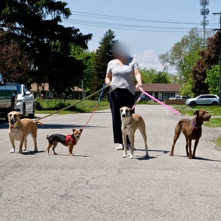 Ginger, Tony, Winnie, Harper(from left to right)