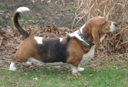 Remdawg