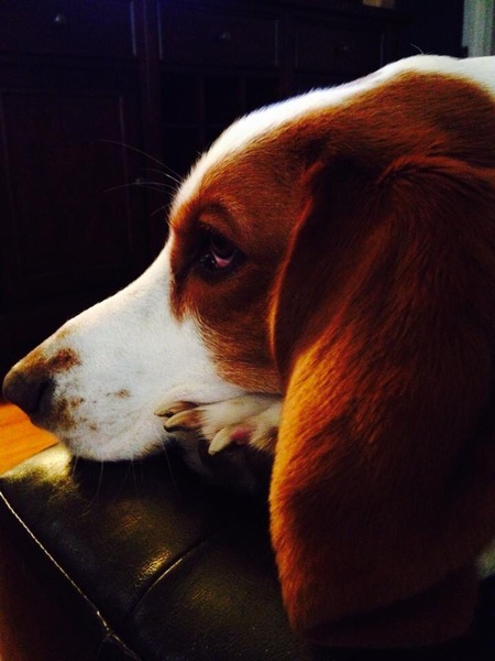 Henry Houndapus 