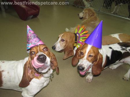 Candy, Brandy and Buddy