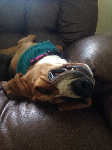 Mazy Mae