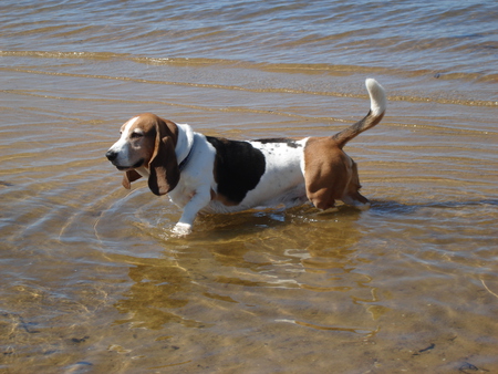 Bailey