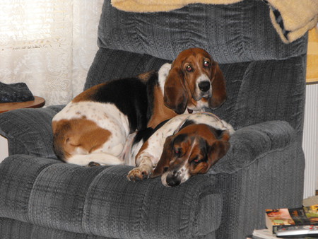 Chester & Stella
