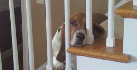 Howie