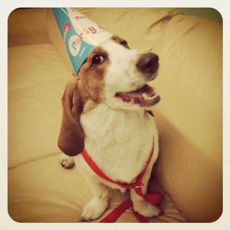 Henry Houndapus