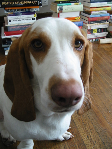 Daisy