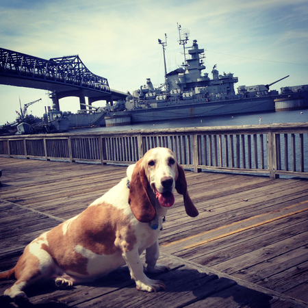 Bruce the Basset