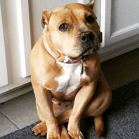 Biscuit