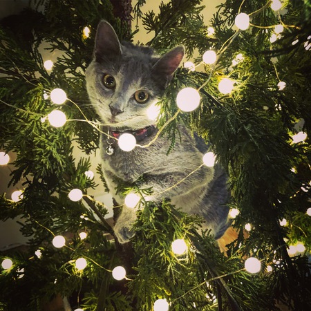Oliver