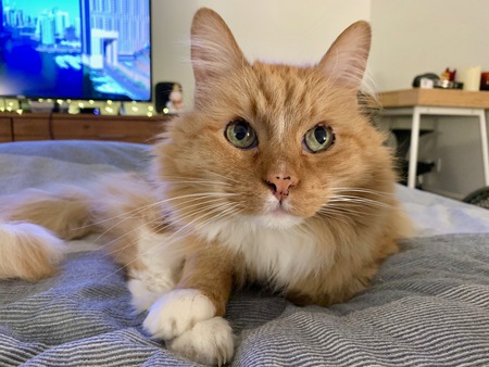 Kona