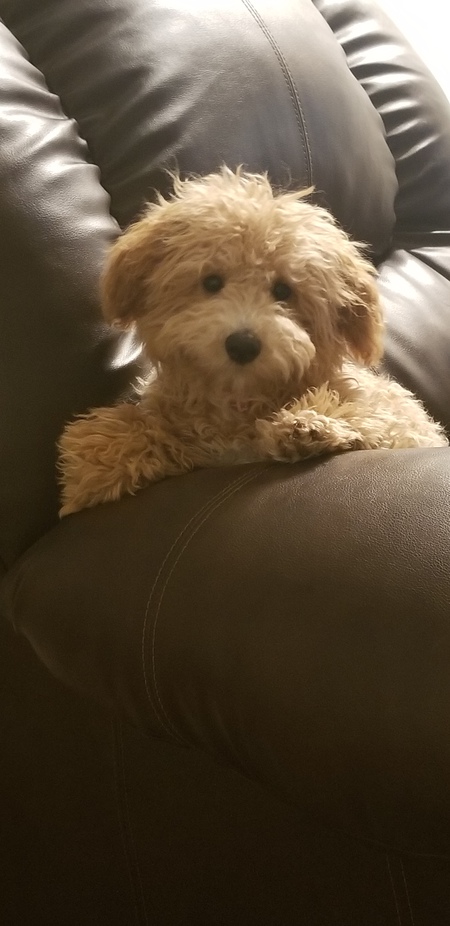 Gidget