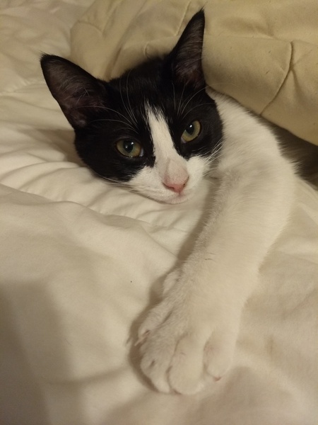 Emmy