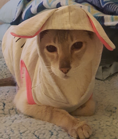 Zeo as "ZeoBunny"