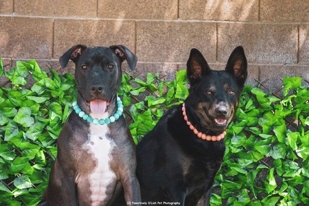 Finley and Nala