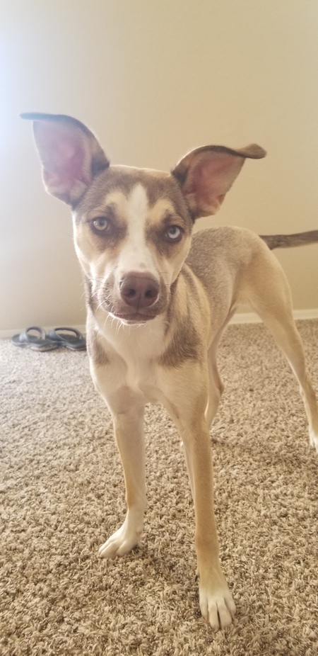 Stella