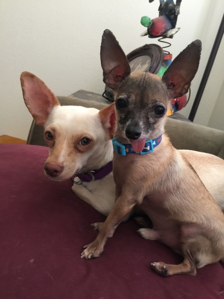 Samson: From foster to forever home