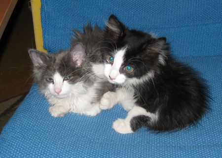 Mia and Sadie