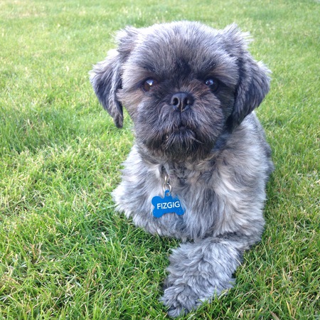 Fizgig