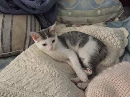 Coopurr