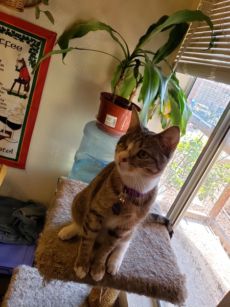 Tater