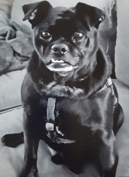Tazz