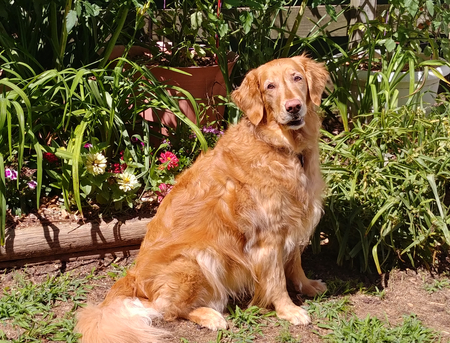Lilly