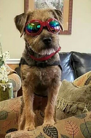 Buddy