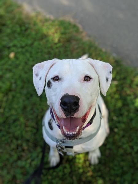 Rebel the Foster Pup