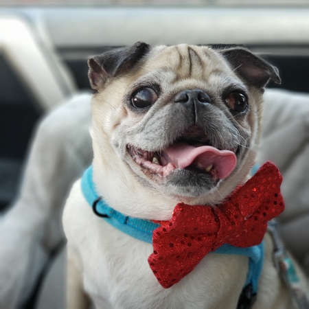 Puggie Peanut
