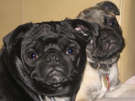 Dottie/Lulu 