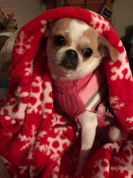 Sasparilla Lulu