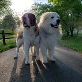 Entry image for Goober & Tizzy aka Droolkidz