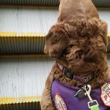 Entry image for Stella