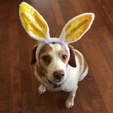 Entry image for Missy, the Easter Brittany