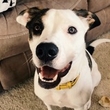 Entry image for Olly 