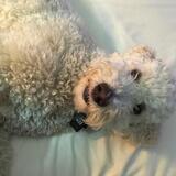 Entry image for Zeus