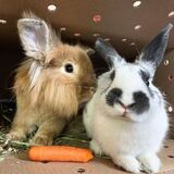 Entry image for Bender (left) and Rorschach (right)