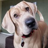 Entry image for Daisy